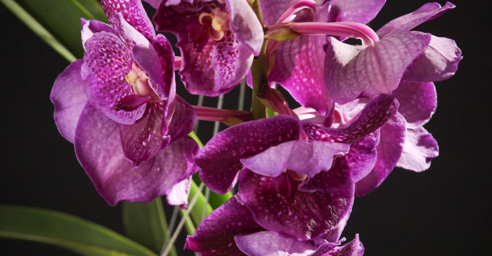 Vanda-Orchidee-Certi