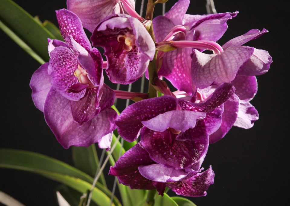 Vanda-Orchidee-Certi