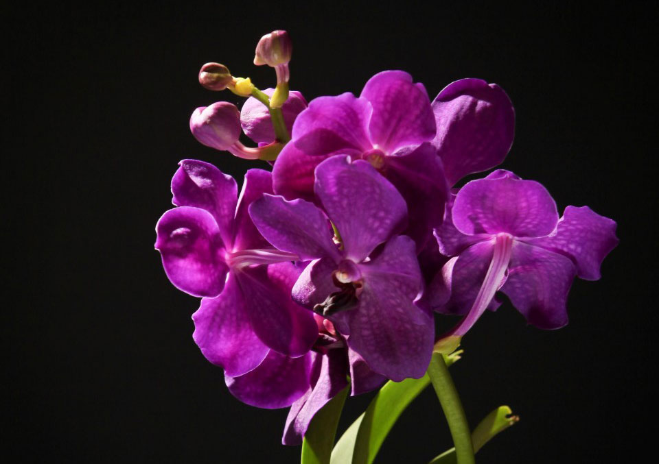 Vanda-Orchidee-Certi