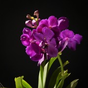 Vanda Orchidee Champagne Glas – Orchideen – Pflanzen – 18719 – Certi