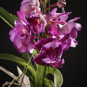 Vanda Orchidee Champagne Glas - Orchideen - Pflanzen - 18719 - Certi