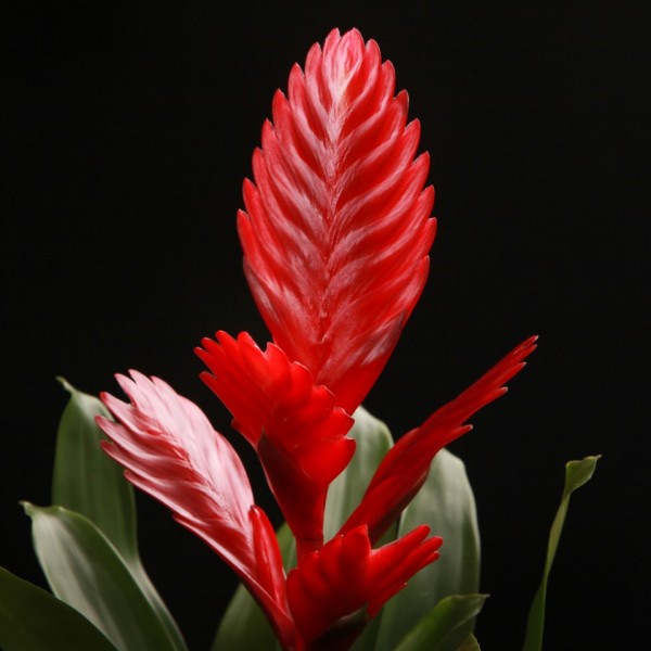 Vriesea Porto – rote – Bromelia – Pflanzen – 00744 – Certi