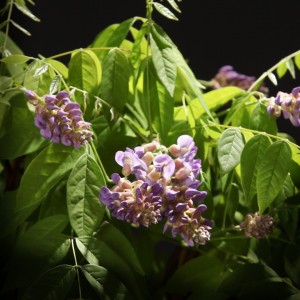 Wisteria Amethyst Falls - violett - Klim/rankplanten - Pflanzen - 00373 - Certi