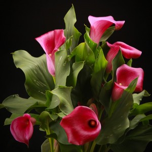 Zantedeschia Lovely - rosa - Patio - Pflanzen - 01556 - Certi
