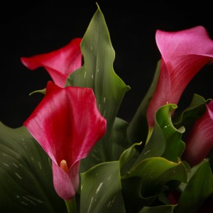 Zantedeschia Lovely - rosa - Patio - Pflanzen - 02297 - Certi