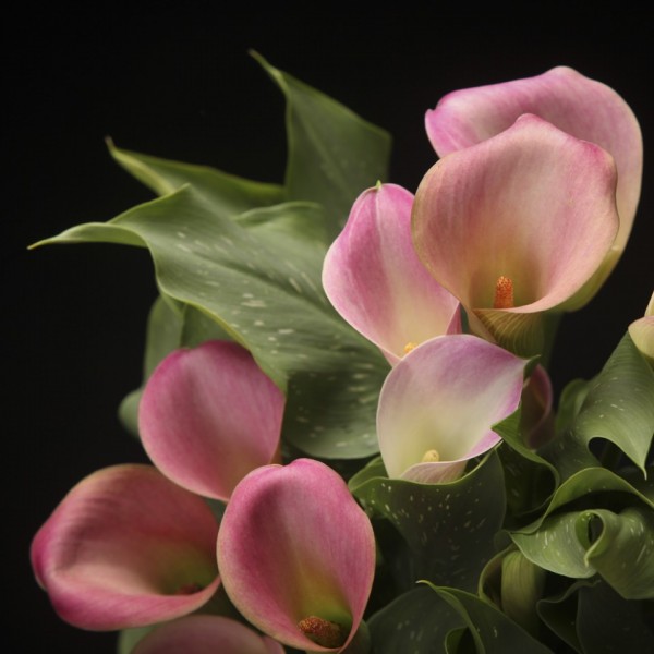 Zantedeschia Marrero im Korb – rosa – Patio – Pflanzen – 02299 – Certi