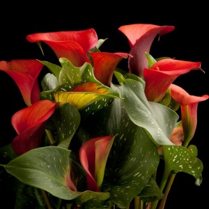 Zantedeschia Red Alert im Korb - rote - Patio - Pflanzen - 02300 - Certi