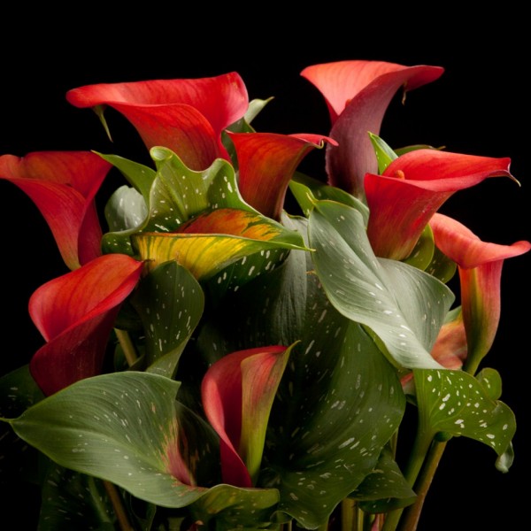 Zantedeschia Red Alert im Korb – rote – Patio – Pflanzen – 02300 – Certi